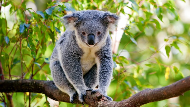 Finding Inspiration for Koala Names