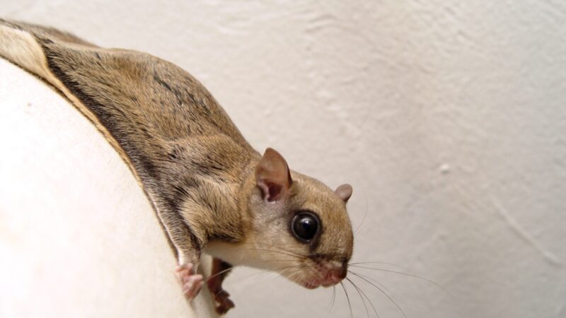 Flying Squirrel Cost