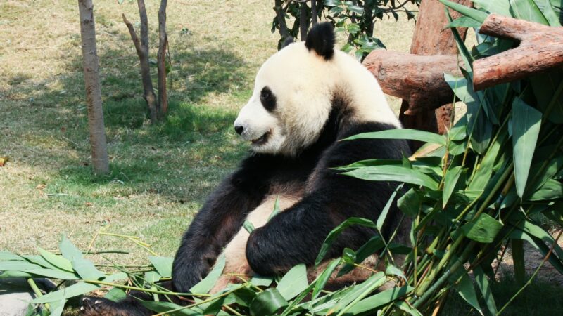 Food-Related Names for a Panda