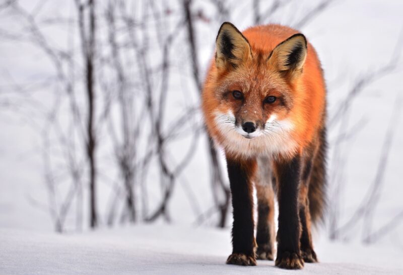 Fox Characteristics