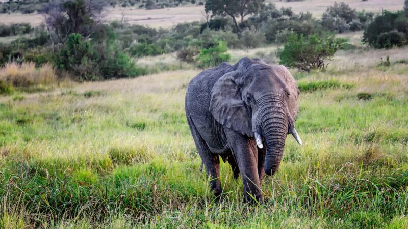 Funny Baby Elephant Names