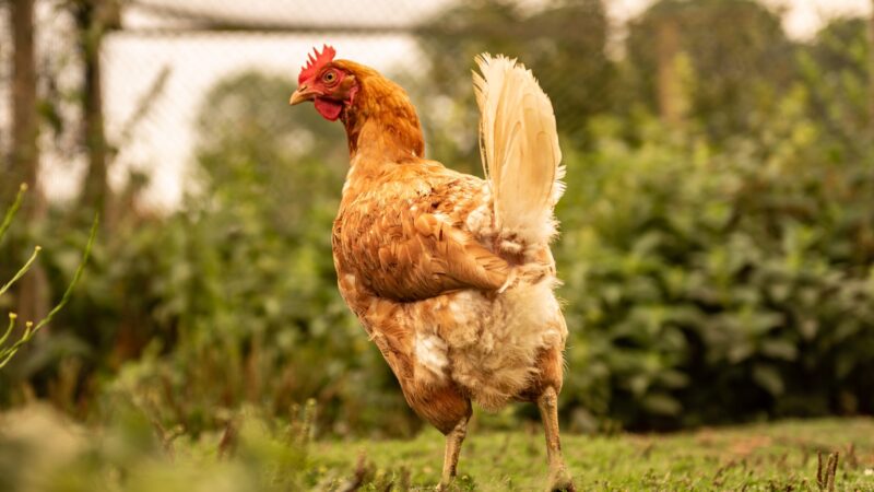 Funny Chicken Names