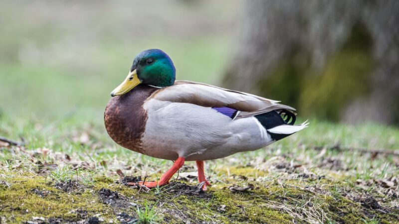 Gender Neutral Duck Names