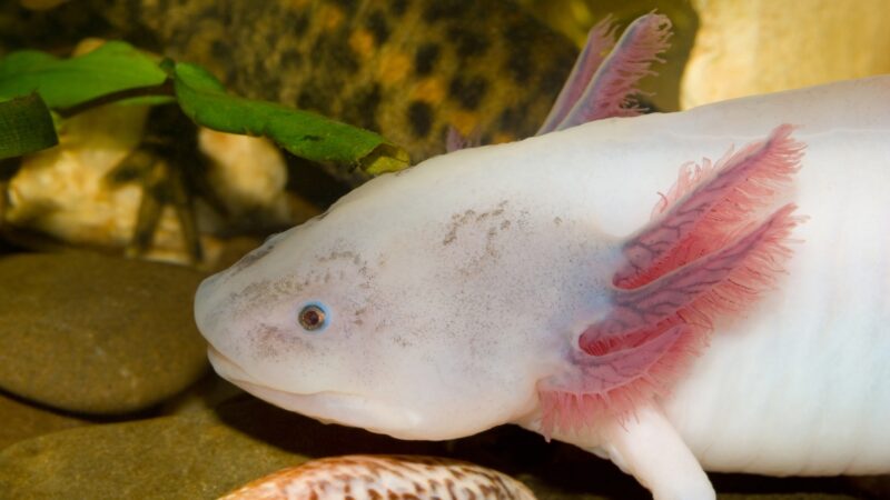 Good Axolotl Names