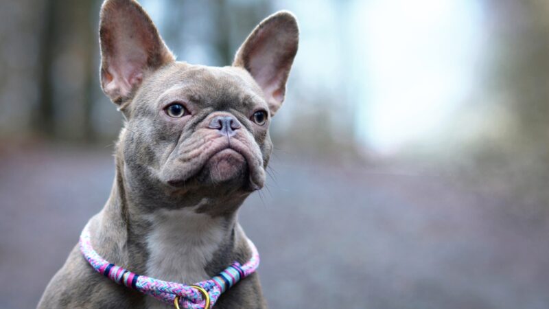 Grey French Bulldog Names