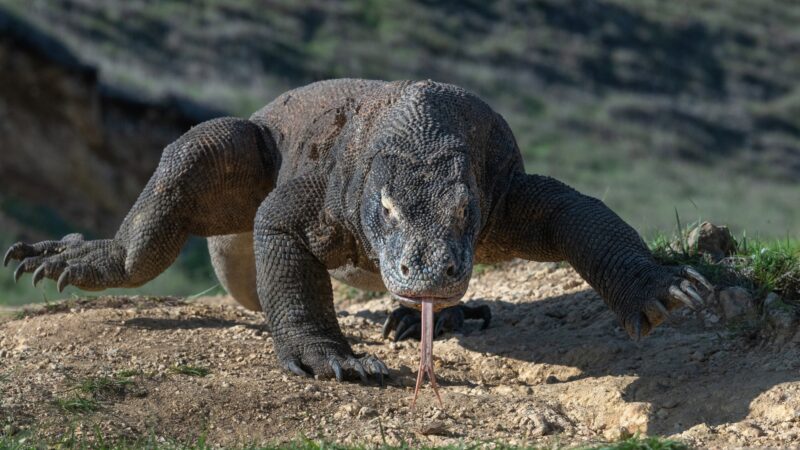 How Dangerous Are Komodo Dragons