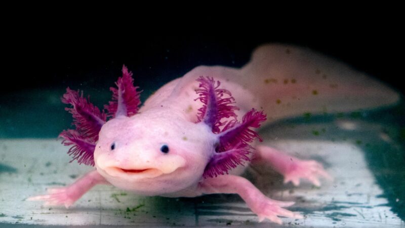 How Did the Axolotl Get Its Name