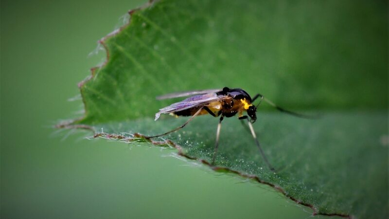 How Do You Get Rid of Gnats inside the House