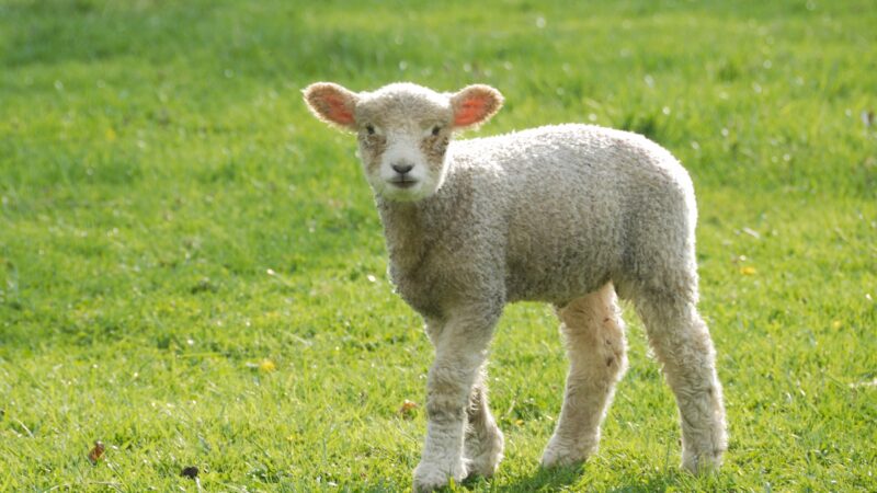 How Fast Lambs Grow