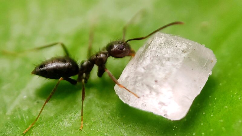 How Much Weight an Ant Can Lift