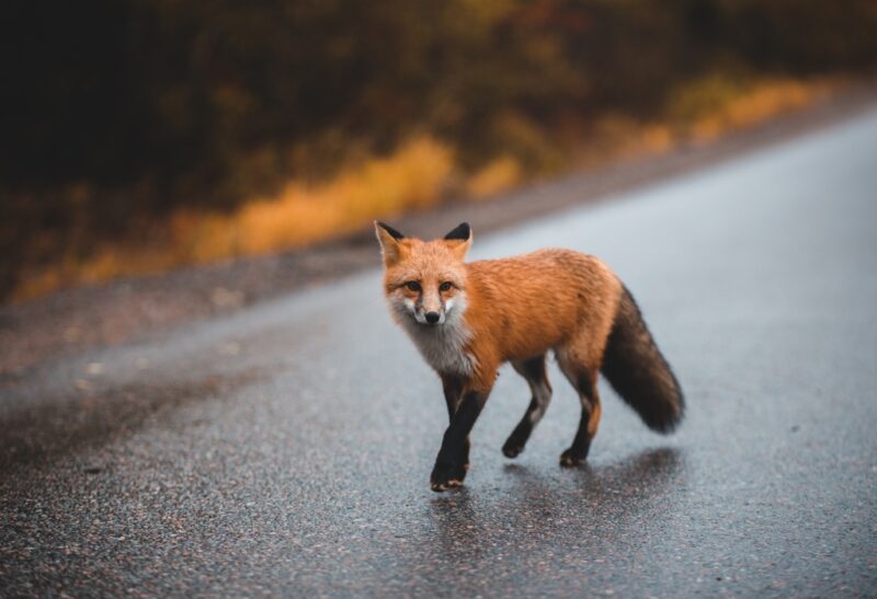 How to Identify Fox Footprints