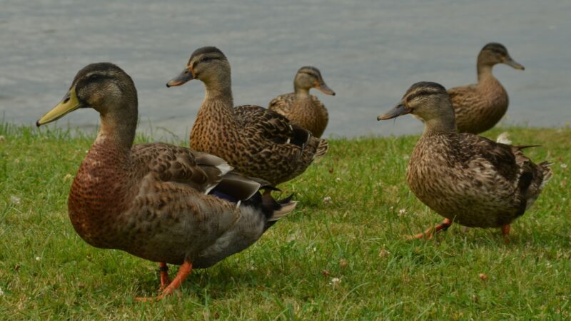 Humorous Duck Names