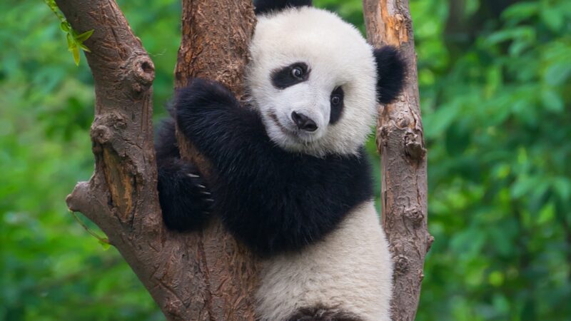 Japanese Names for Panda Stuffed Animals