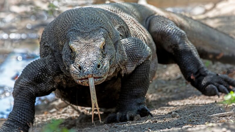 Komodo Dragon Identification