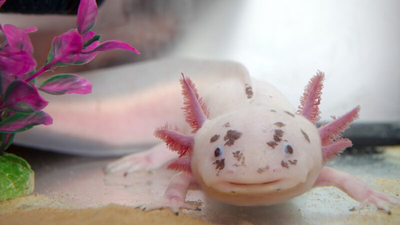 Leucistic Axolotl Names