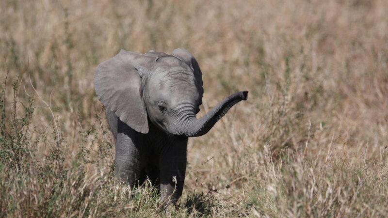 Louisville Zoo Baby Elephant Names