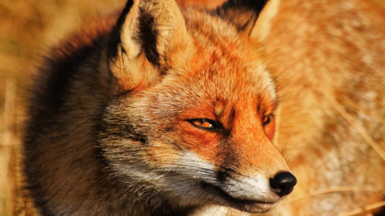 The Cutest and Funniest Fox Names | Adorable and Humorous Ideas for ...