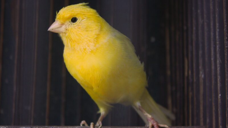 Male Yellow Bird Names