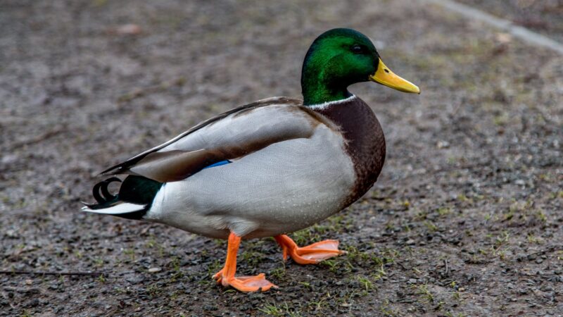 Names for Male Ducks