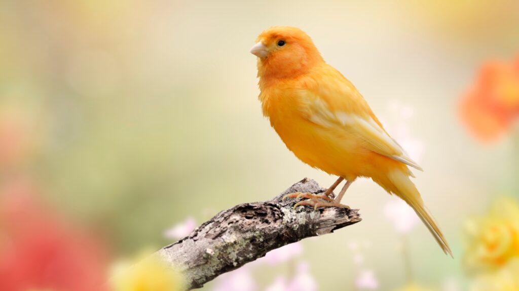 Orange and Yellow Bird Names