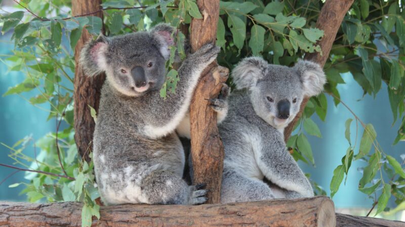 Our Favorite Koala Names