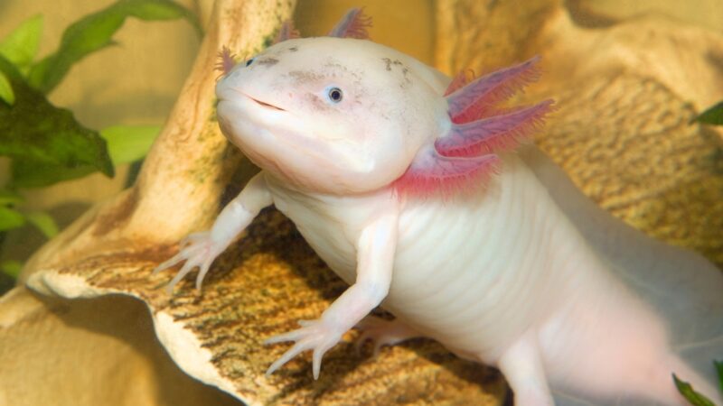 Popular Axolotl Names