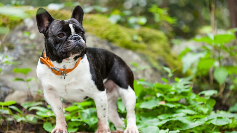 Popular french bulldog Names