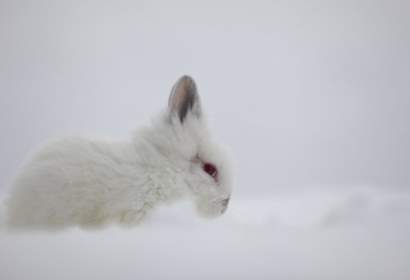 Rabbits in Your Yard This Winter
