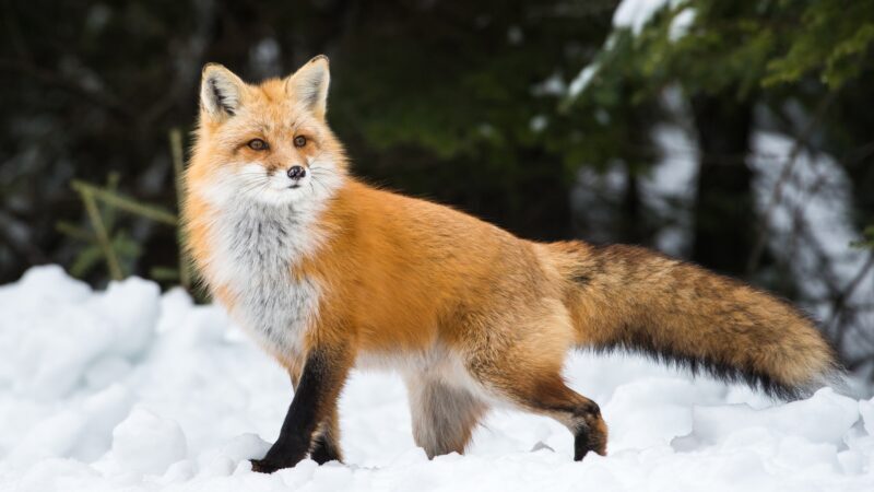 Red Fox