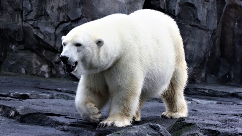 San Diego Zoo Polar Bear Names