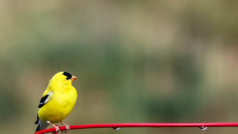 Small Yellow Bird Names