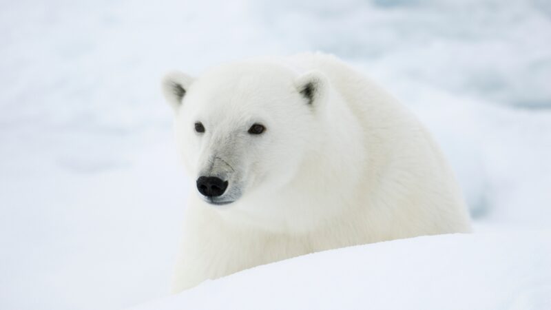 Stuffed Polar Bear Names