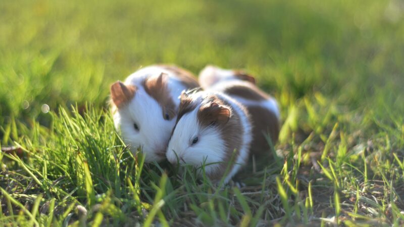 Syrian Hamster Names