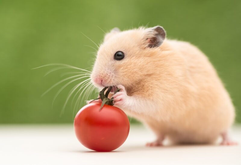 The Cutest and Funniest Names for a Pet Hamster