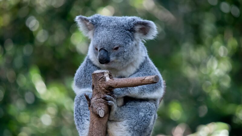 Tips for Choosing the Perfect Koala Name
