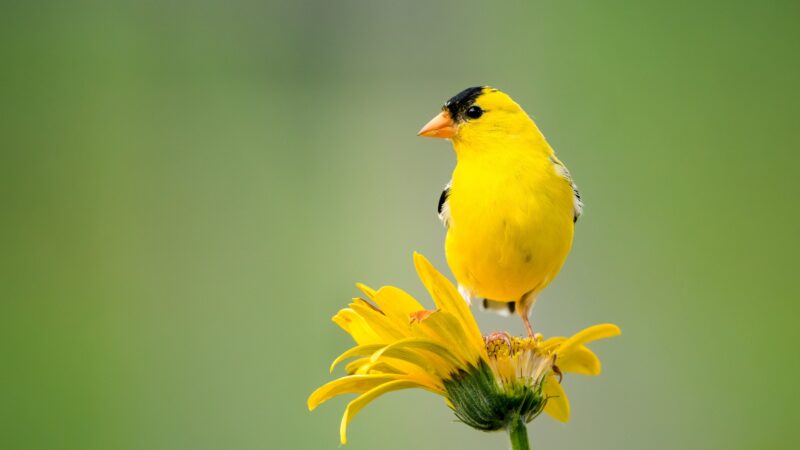 Tips on Naming Yellow Birds