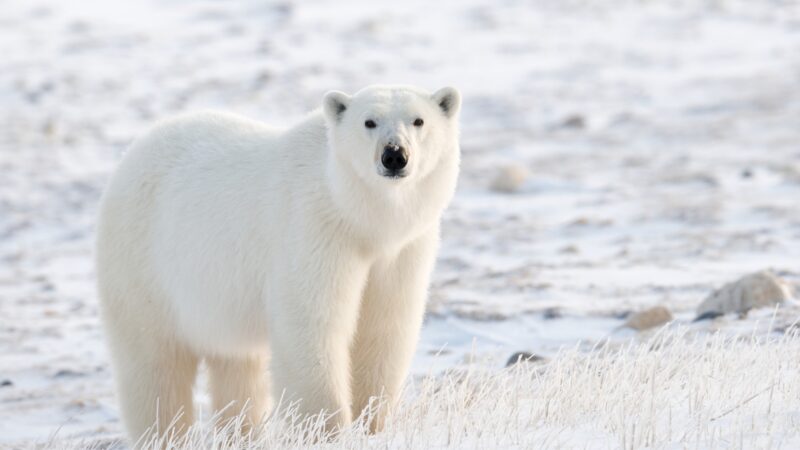 Toronto Zoo Polar Bear Names