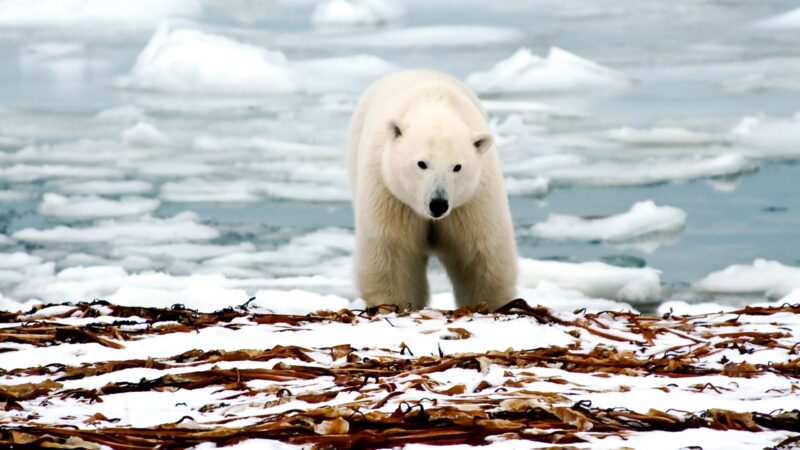 Unique Polar Bear Names