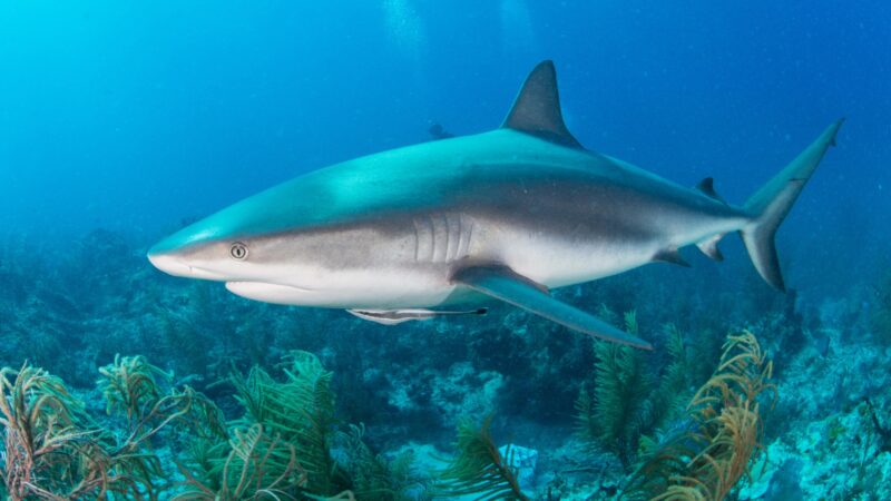 Unique Shark Names