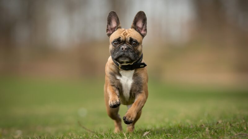 What Are The Best French Bulldog Names