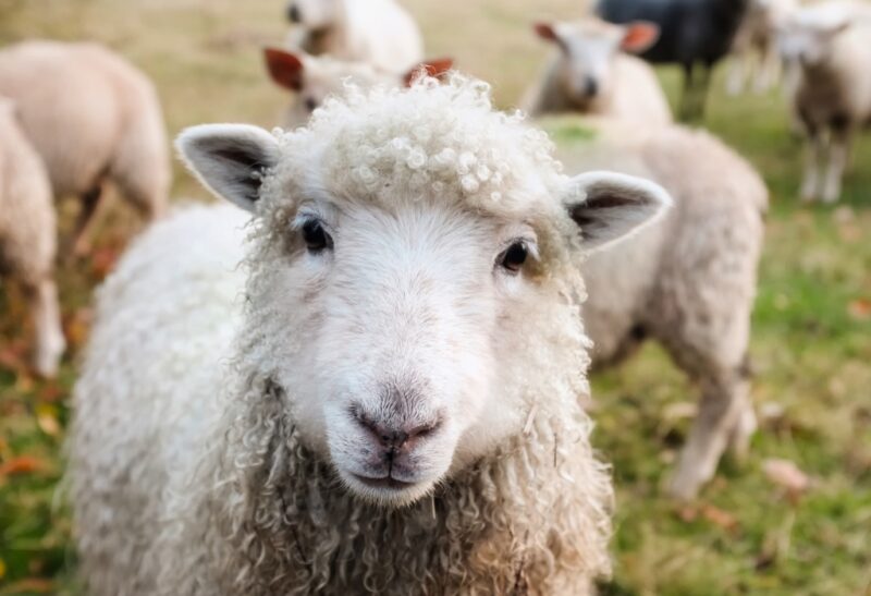 What Are the Differences between Sheep and Lambs