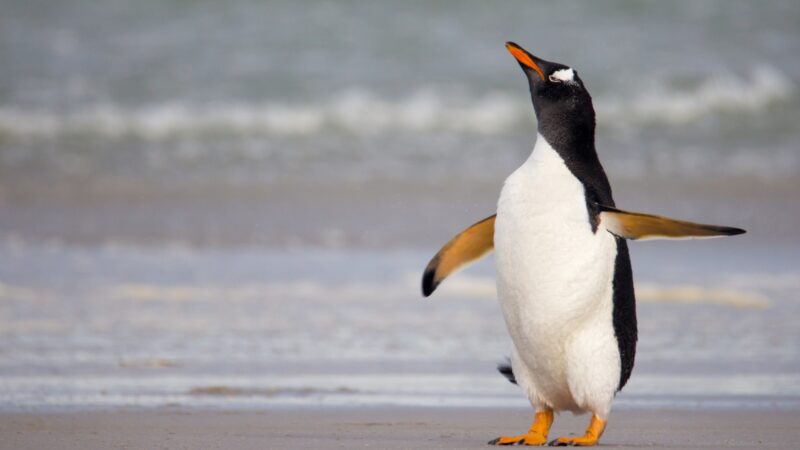 What Are the Pointy Growths Inside a Penguin’s Mouth