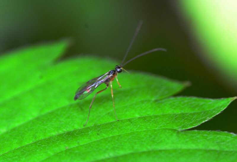 What Causes Gnats to Be In Your House