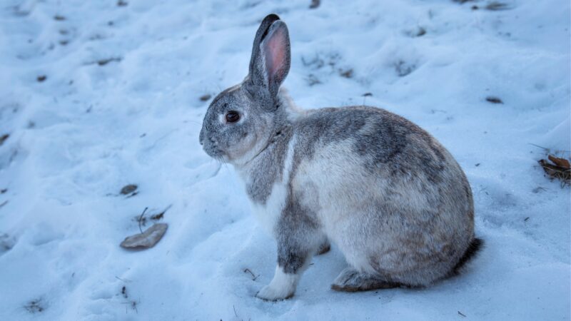 What Do Rabbits Do in the Winter