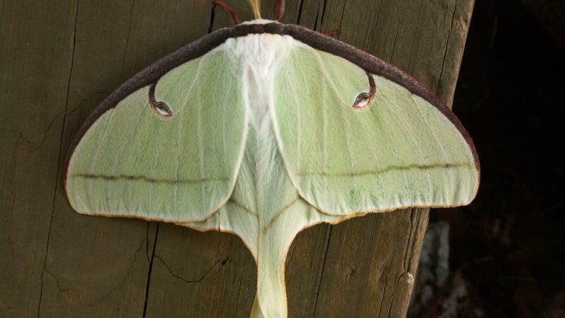 What Does A Luna Moth Mean Spiritually