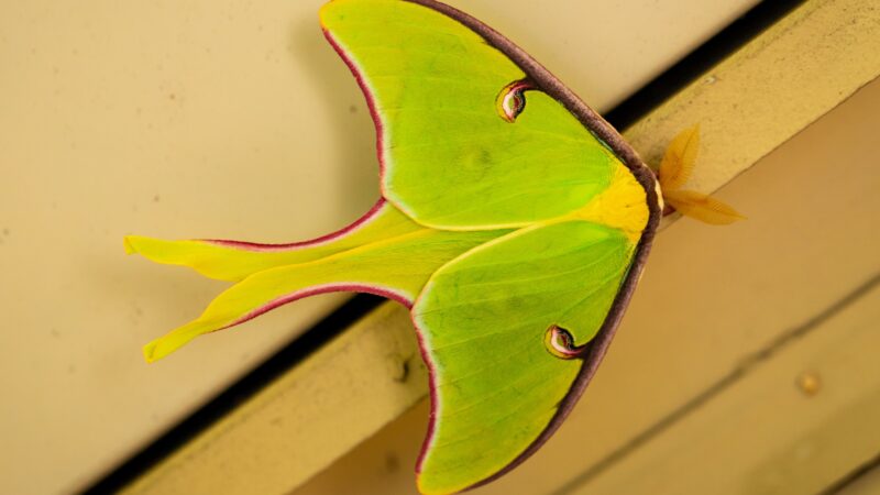 What Does It Mean To See A Luna Moth In Your House