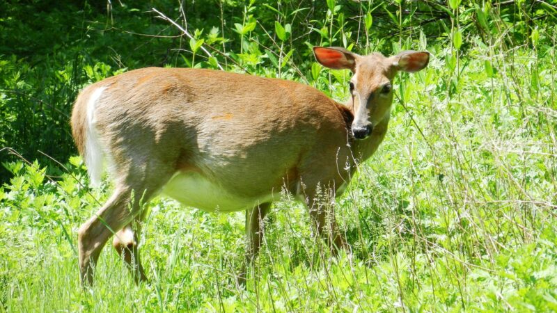 What Does a Pregnant Deer Look Like