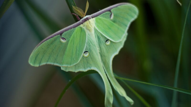 What Is A Luna Moth What Does It Look Like