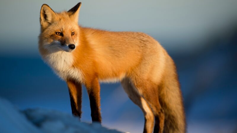 What Is a Fox Known For