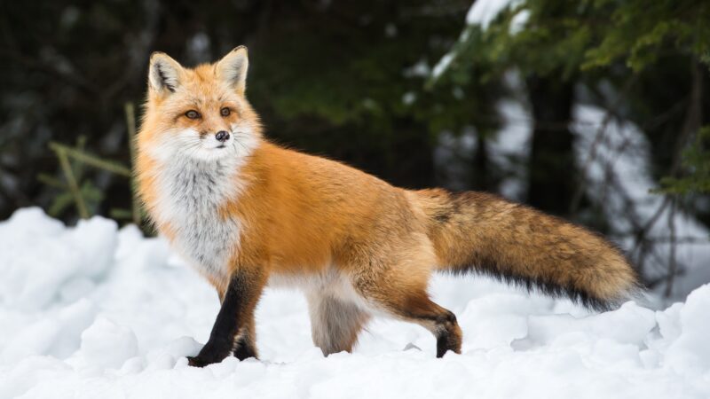 What Is the Personality of a Fox